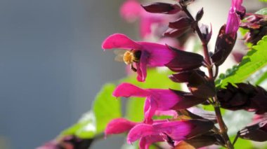 Çan şeklinde pembe bir çiçeğin kalbine sızan bir arı doğal olarak yavaş hareket eder..
