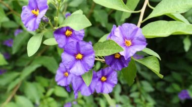 Mor çiçekler yaz melteminde sallanıyor..