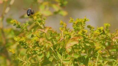 Çiçekten çiçeğe uçan bir arı nektar toplar..