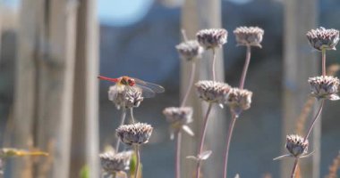 Kurumuş bir çiçekten yusufçuk uçuşu