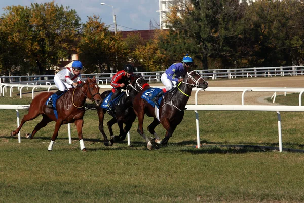 Ploiesti Romania Octubre 2021 Carrera Galope Con Gran Premio Del — Foto de Stock