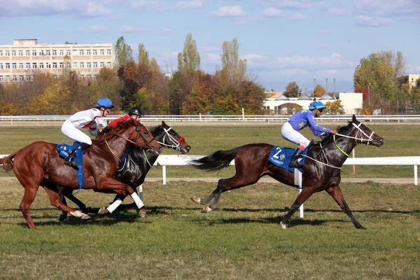 Ploiesti Roménia Outubro 2021 Corrida Galope Com Grande Prêmio Jockey Imagem De Stock