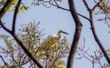 Hayvan Rapsodisi Hayvan Rapsodisi