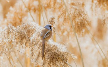 Hayvan Rapsodisi Hayvan Rapsodisi