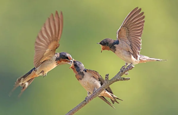 Animal Rhapsody Animal Rhapsody — Stockfoto