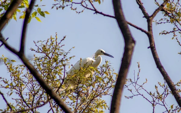 Hayvan Rapsodisi Hayvan Rapsodisi