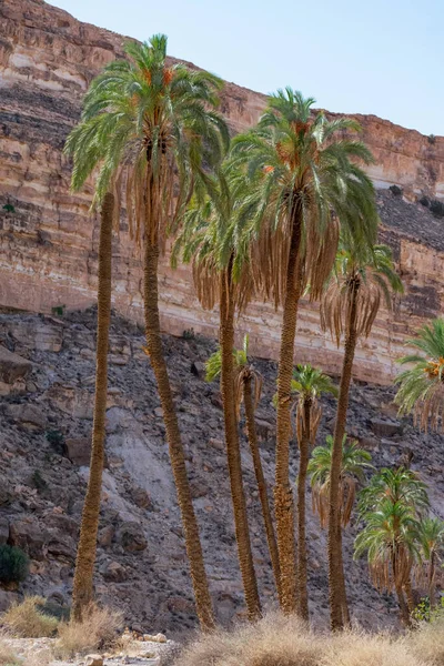 Aures bölgesindeki Ghoufi Kanyonu 'ndan manzara, Batna, Cezayir