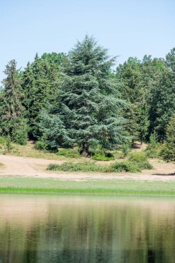 Blue Atlas Cedar (Cedrus Atlantica) tree in Akfadou forest, Bejaia, Algeria