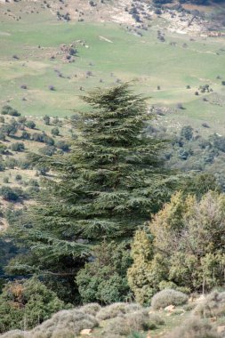 Mavi Atlas Cedar (Cedrus Atlantica) ağaçları Belezma ulusal parkında doğal habitatlarında, Batna, Cezayir