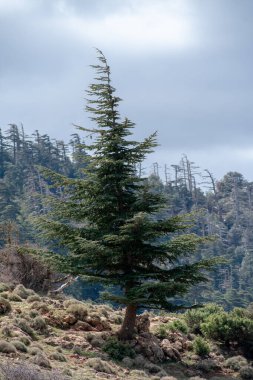 Mavi Atlas Cedar (Cedrus Atlantica) ağaçları Belezma ulusal parkında doğal habitatlarında, Batna, Cezayir
