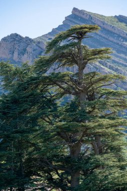 Cezayir 'deki Aures Dağları' ndaki Chelia Ulusal Parkı 'ndaki Mavi Atlas Cedar (Cedrus Atlantica) ağacı