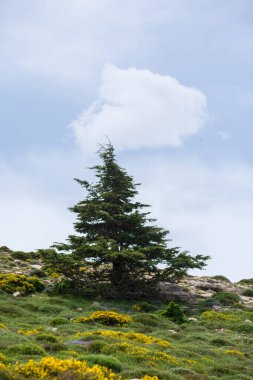 Cezayir 'deki Aures Dağları' ndaki Chelia Ulusal Parkı 'ndaki Mavi Atlas Cedar (Cedrus Atlantica) ağacı