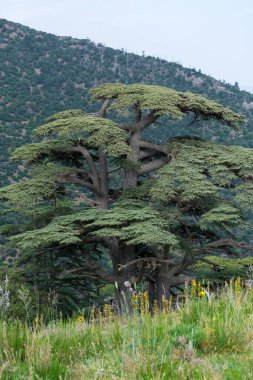 Cezayir 'deki Aures Dağları' ndaki Chelia Ulusal Parkı 'ndaki Mavi Atlas Cedar (Cedrus Atlantica) ağacı