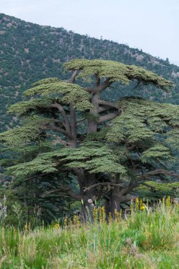 Blue Atlas Cedar (Cedrus Atlantica) tree in Chelia National Park in The Aures Mountains, Algeria clipart