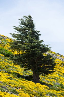Cezayir 'deki Aures Dağları' ndaki Chelia Ulusal Parkı 'ndaki Mavi Atlas Cedar (Cedrus Atlantica) ağacı