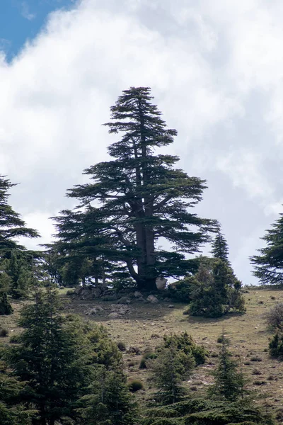 Drzewa Cedrowe Cedrus Atlantica Swoim Naturalnym Środowisku Parku Narodowym Belezma — Zdjęcie stockowe