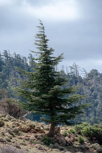 Mavi Atlas Cedar (Cedrus Atlantica) ağaçları Belezma ulusal parkında doğal habitatlarında, Batna, Cezayir
