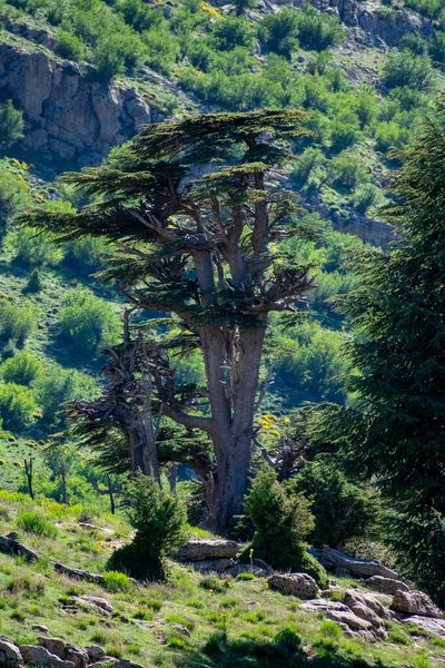 Cezayir 'deki Aures Dağları' ndaki Chelia Ulusal Parkı 'ndaki Mavi Atlas Cedar (Cedrus Atlantica) ağacı