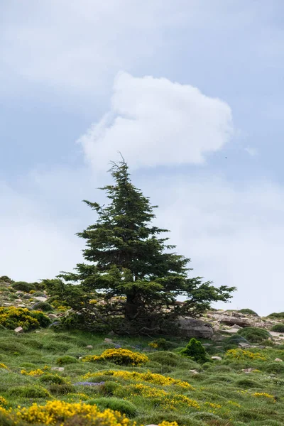 Cezayir 'deki Aures Dağları' ndaki Chelia Ulusal Parkı 'ndaki Mavi Atlas Cedar (Cedrus Atlantica) ağacı