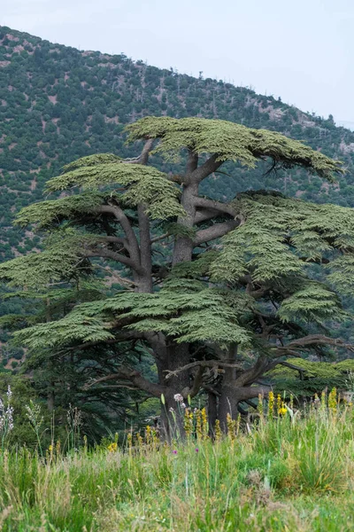 Cezayir 'deki Aures Dağları' ndaki Chelia Ulusal Parkı 'ndaki Mavi Atlas Cedar (Cedrus Atlantica) ağacı