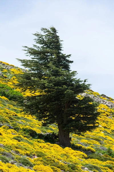 Cezayir 'deki Aures Dağları' ndaki Chelia Ulusal Parkı 'ndaki Mavi Atlas Cedar (Cedrus Atlantica) ağacı
