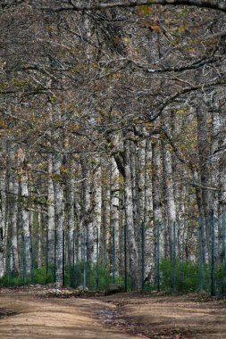 Akfadou, Bejaia 'da bir ormandan geçen yol