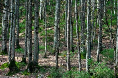 Mirebeck's oak (Quercus canariensis) forest in Akfadou in the Autumn season