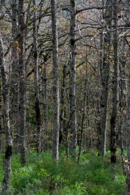 Mirebeck 'in meşesi (Quercus canariensis) ormanı Akfadou' da sonbahar mevsiminde