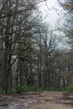 Akfadou, Bejaia 'da bir ormandan geçen yol