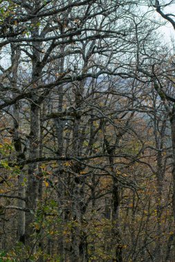 Mirebeck 'in meşesi (Quercus canariensis) ormanı Akfadou' da sonbahar mevsiminde