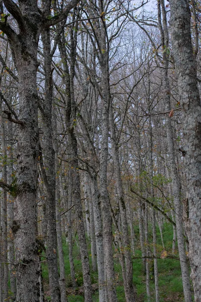 Mirebeck 'in meşesi (Quercus canariensis) ormanı Akfadou' da sonbahar mevsiminde