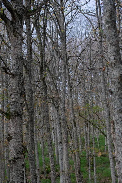 Mirebeck Tölgyfája Quercus Canariensis Akfadou Ban Őszi Évszakban — Stock Fotó