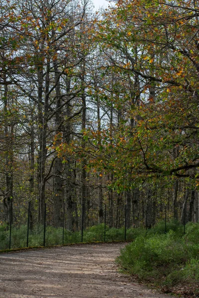 Road Going Forest Akfadou Bejaia — Fotografia de Stock