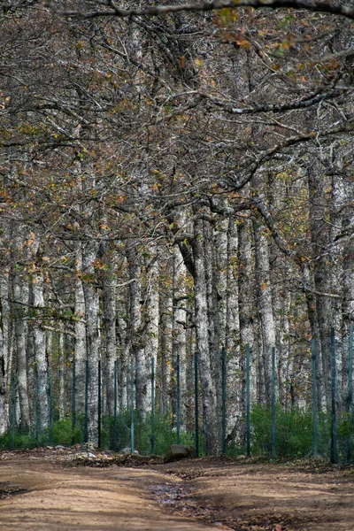 Akfadou, Bejaia 'da bir ormandan geçen yol
