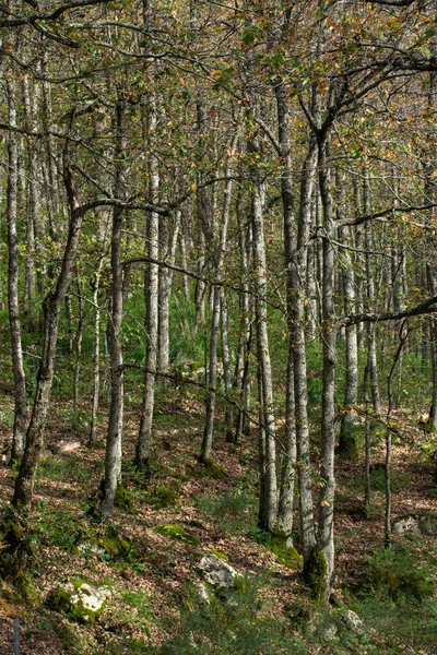 Mirebeck 'in meşesi (Quercus canariensis) ormanı Akfadou' da sonbahar mevsiminde