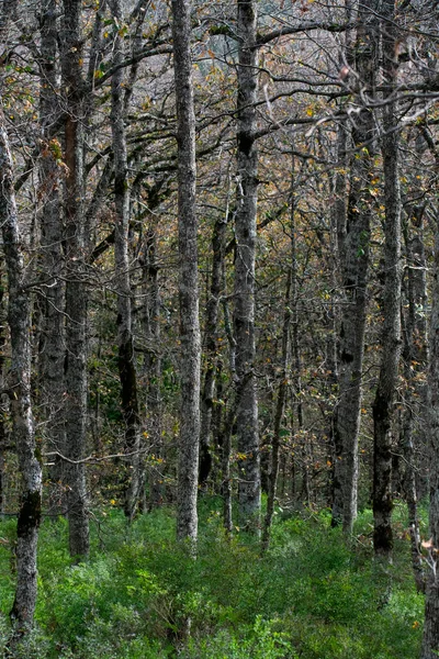 Mirebeck 'in meşesi (Quercus canariensis) ormanı Akfadou' da sonbahar mevsiminde