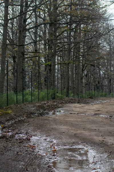 Akfadou, Bejaia 'da bir ormandan geçen yol