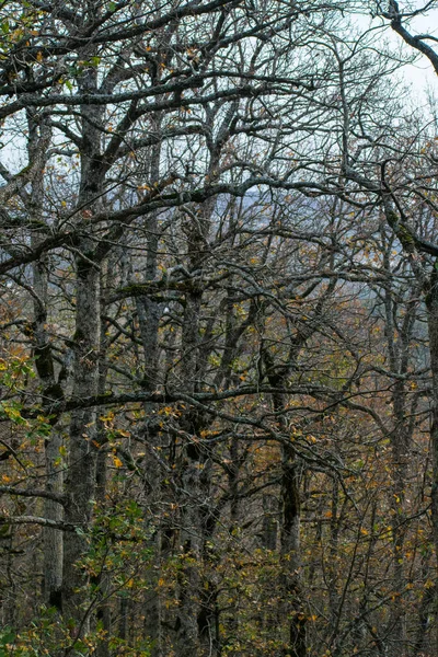 Mirebeck Tölgyfája Quercus Canariensis Akfadou Ban Őszi Évszakban — Stock Fotó
