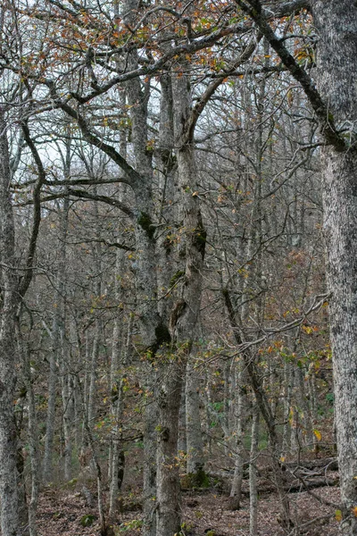 Mirebeck Oak Quercus Canariensis Forest Akfadou Autumn Season — Fotografia de Stock
