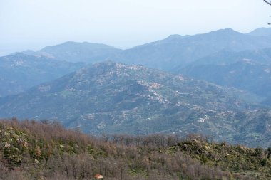 Akfadou Ormanı, Cezayir 'den manzara