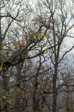 Mirebeck 'in meşesi (Quercus canariensis) ormanı Akfadou' da sonbahar mevsiminde