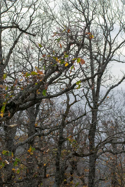 Mirebeck 'in meşesi (Quercus canariensis) ormanı Akfadou' da sonbahar mevsiminde