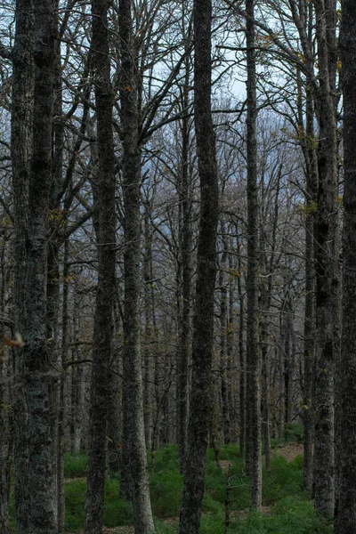 Las Dębowy Mirebecka Quercus Canariensis Akfadou Jesienią — Zdjęcie stockowe