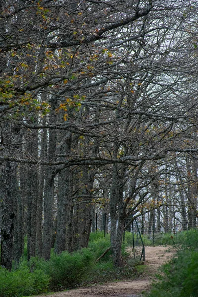 Megy Keresztül Egy Erdő Akfadou Bejaia — Stock Fotó