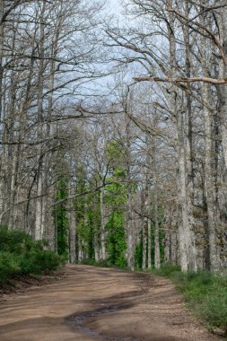 Akfadou, Bejaia 'da bir ormandan geçen yol