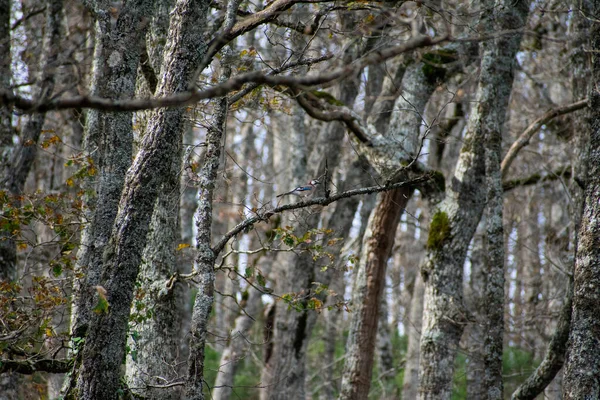 Floresta Carvalho Mirebeck Quercus Canariensis Akfadou Outono — Fotografia de Stock