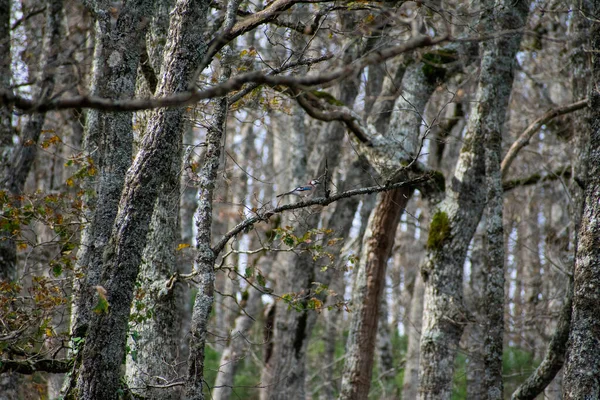 Δάσος Βελανιδιάς Του Mirebeck Quercus Canariensis Στην Ακφάδου Την Φθινοπωρινή — Φωτογραφία Αρχείου