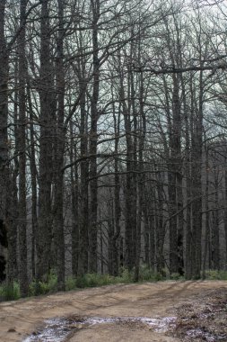 Akfadou, Bejaia 'da bir ormandan geçen yol