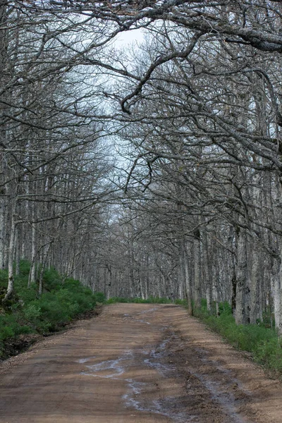 Road Going Forest Akfadou Bejaia — Fotografia de Stock