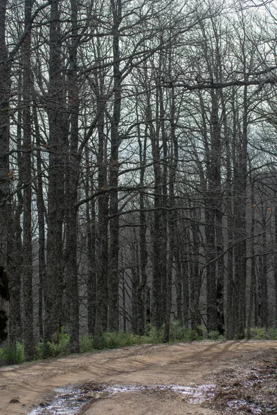 Akfadou, Bejaia 'da bir ormandan geçen yol
